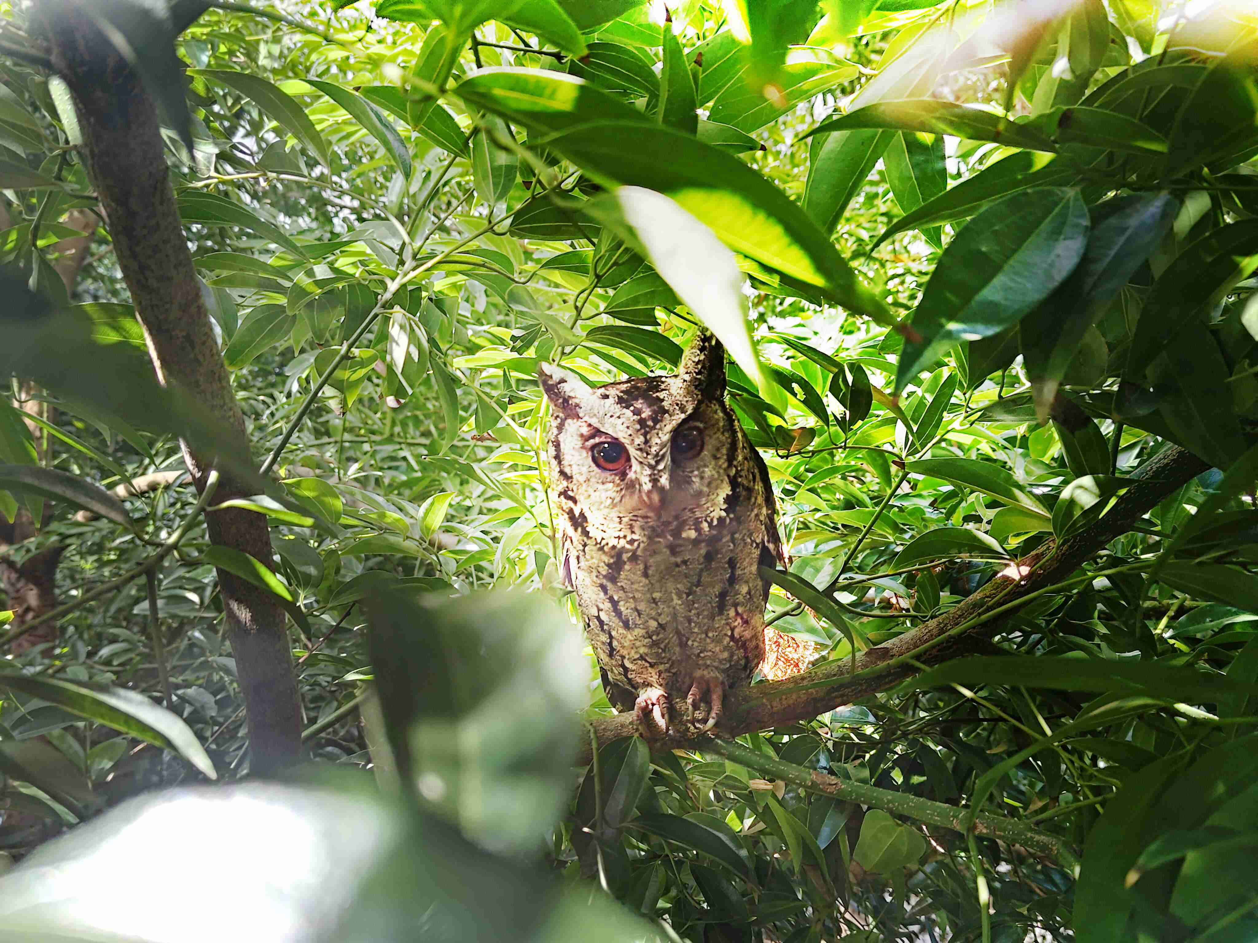 尊龙z6致力提倡净零绿生活，，16年以来在全球各厂区植树逾百万棵，，，，造就各厂区树木蔚然成林，，，犹如森林工厂，，，，成为许多生物的栖息地